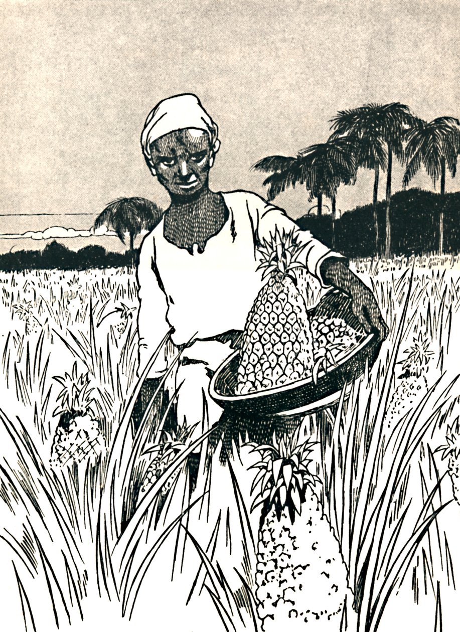 Raccolta di ananas, 1912 da Charles Robinson