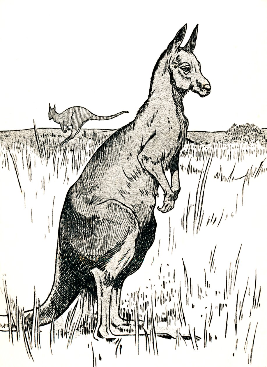 Il canguro, 1912 da Charles Robinson