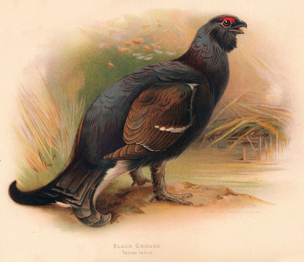 Gallo cedrone nero Tetrau tetrix da Charles Whymper