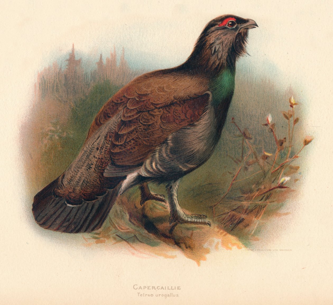 Gallo cedrone Tetrao urogallus, 1900 da Charles Whymper
