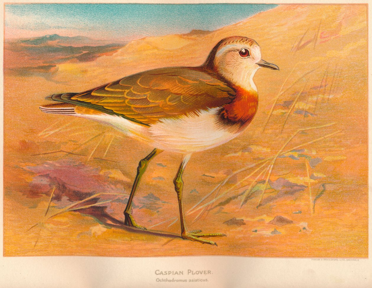 Piviere del Caspio Ochthodromus asiaticus, 1900 da Charles Whymper
