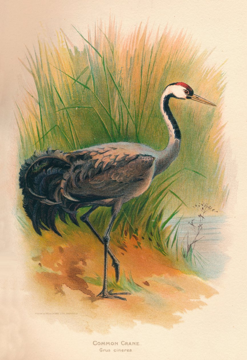 Gru comune Grus cinerea, 1900 da Charles Whymper