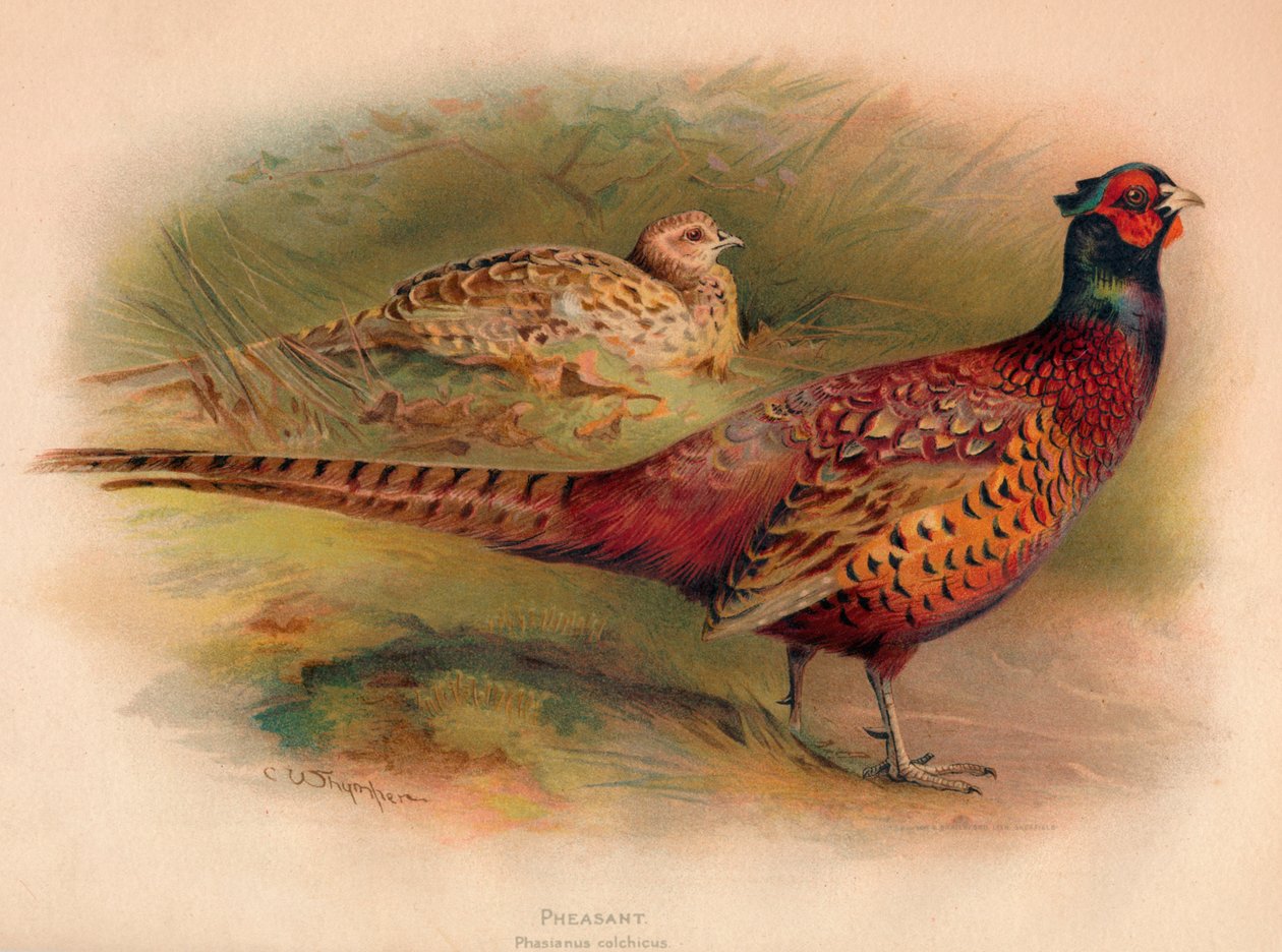Fagiano Phasianus colchicus, 1900 da Charles Whymper