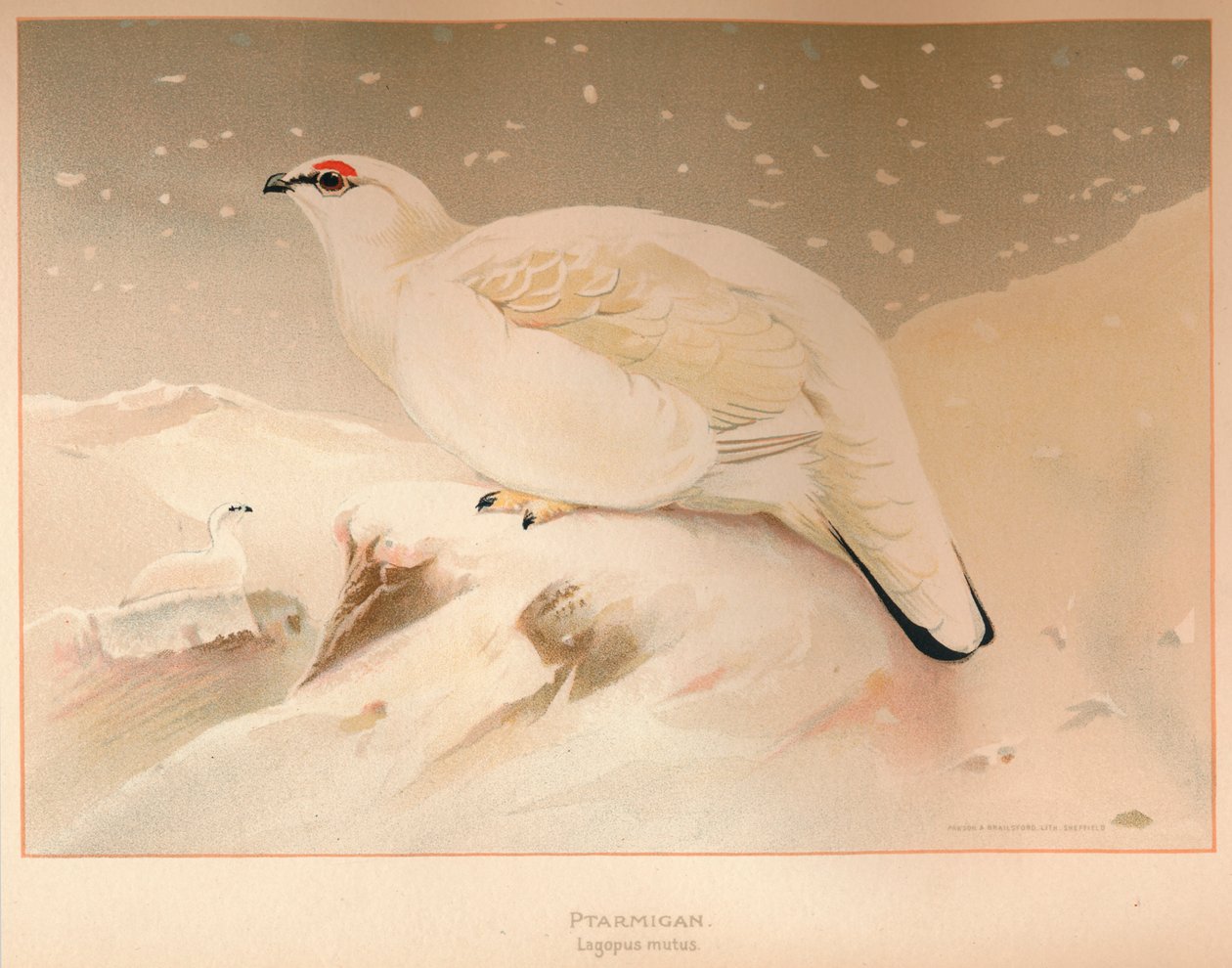 Pernice bianca Lagopus mutus, 1900 da Charles Whymper