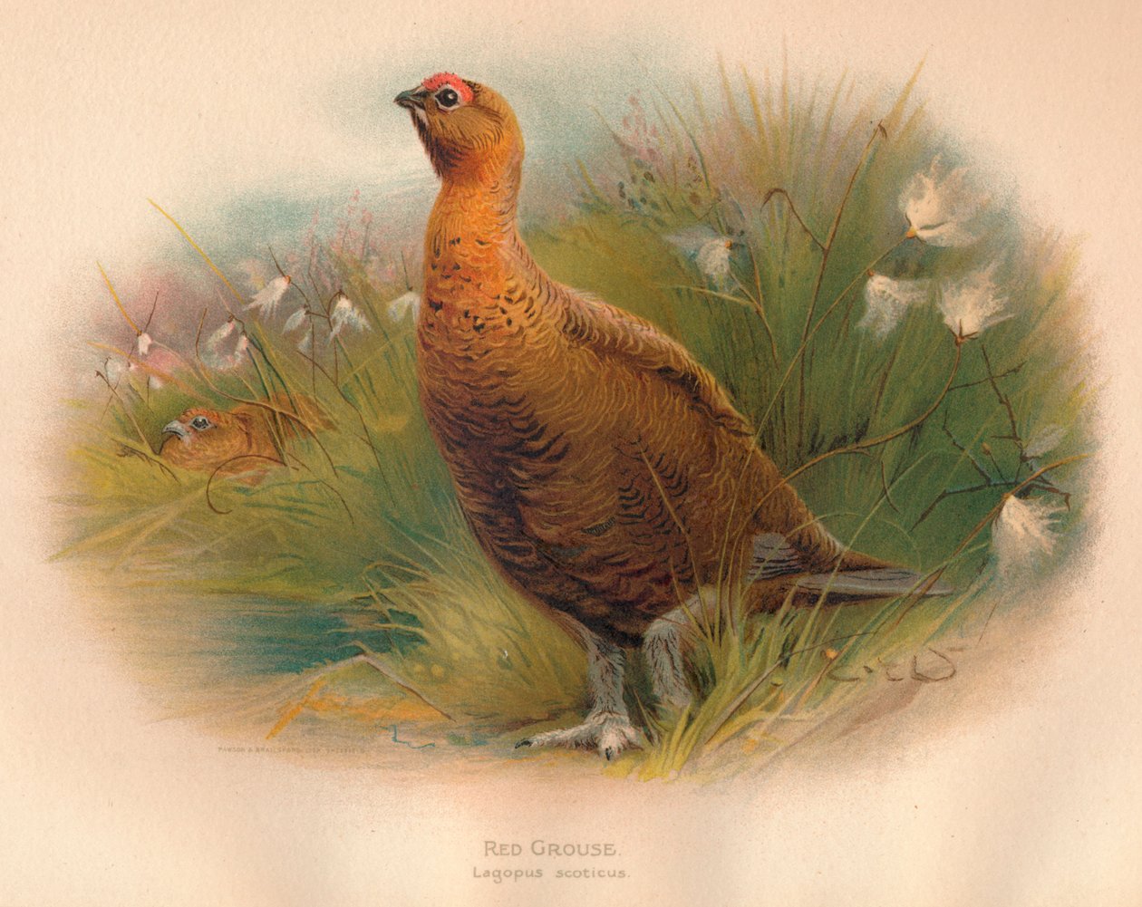 Gallo cedrone rosso Lagopus scoticus, 1900 da Charles Whymper