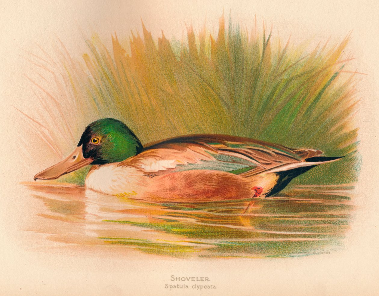 Shoveler Spatula clypeata, 1900 da Charles Whymper