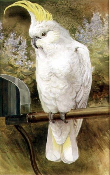 Cacatua crestagialla da Charles Whymper