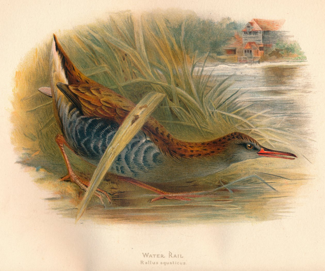Rallo acquatico Rallus aquaticus, 1900, 1900 da Charles Whymper