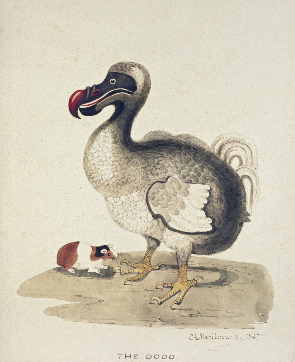 Studio di un Dodo e un Porcellino d