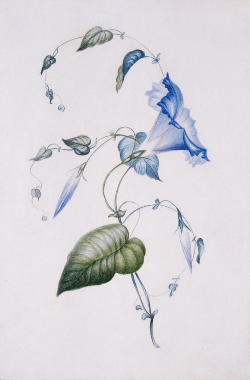 Convolvolo blu da Charlotte Bronte