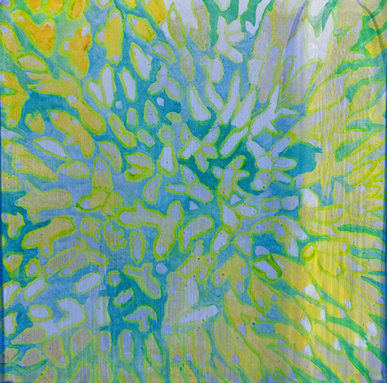 Acrapora, 2000 da Charlotte Johnstone