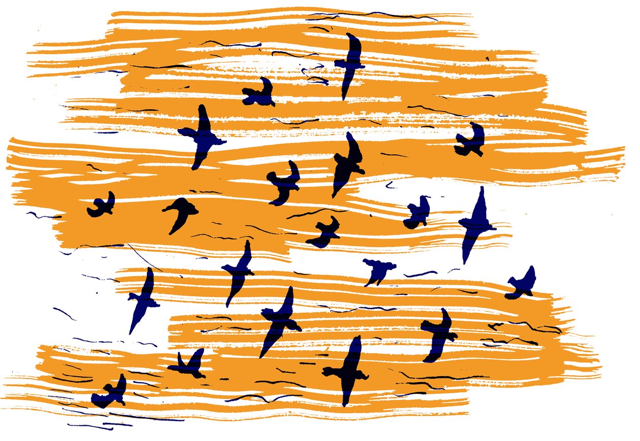 Uccelli in volo da Charlotte Orr