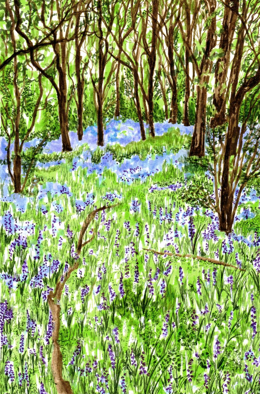 Campanule da Charlotte Orr