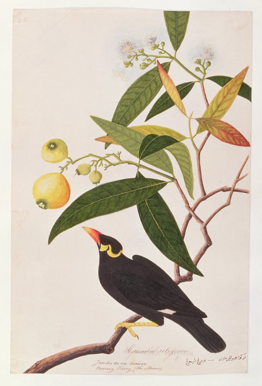 Myna delle colline, da Disegni di Uccelli di Malacca, c.1805-18 da Chinese School