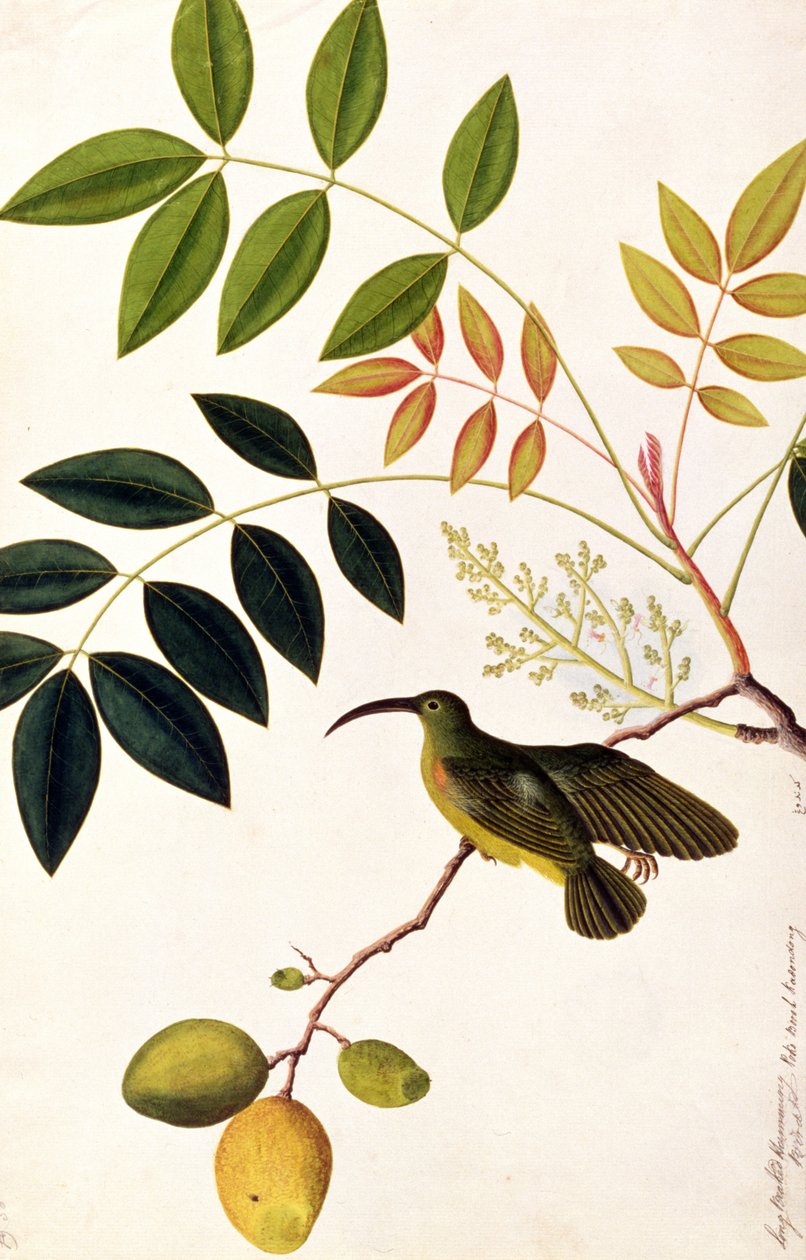 Colibrì dal becco lungo, Poko Booah Kadonong, da Disegni di uccelli di Malacca, c.1805-18 da Chinese School