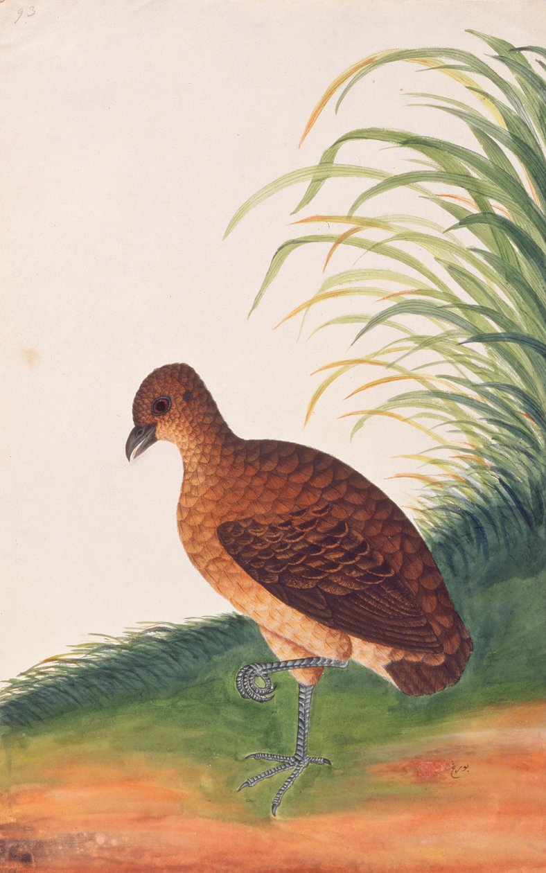 Pernice dal lungo becco, da Disegni di Uccelli di Malacca, c.1805-18 da Chinese School