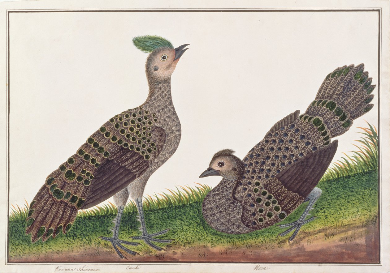Fagiani Pavone Malesi, da Disegni di Uccelli di Malacca, c.1805-18 da Chinese School