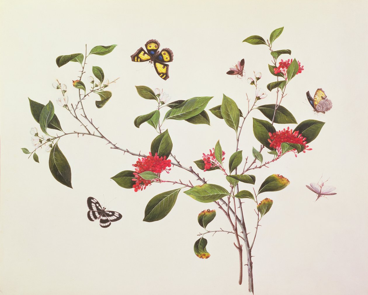 Studio di piante con farfalle e insetti, c.1800 da Chinese School