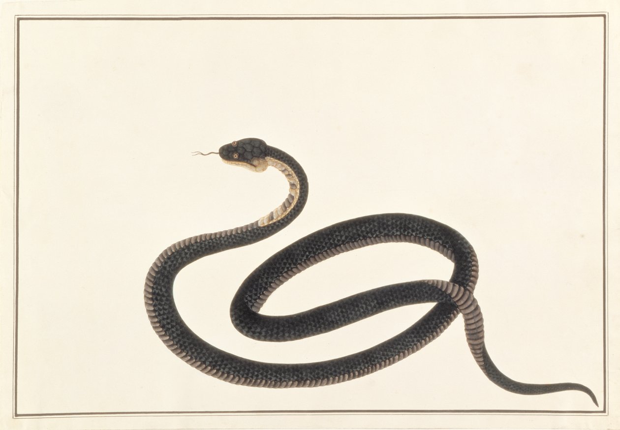 Serpente, da Disegni di animali, insetti e rettili di Malacca, c.1805-18 da Chinese School