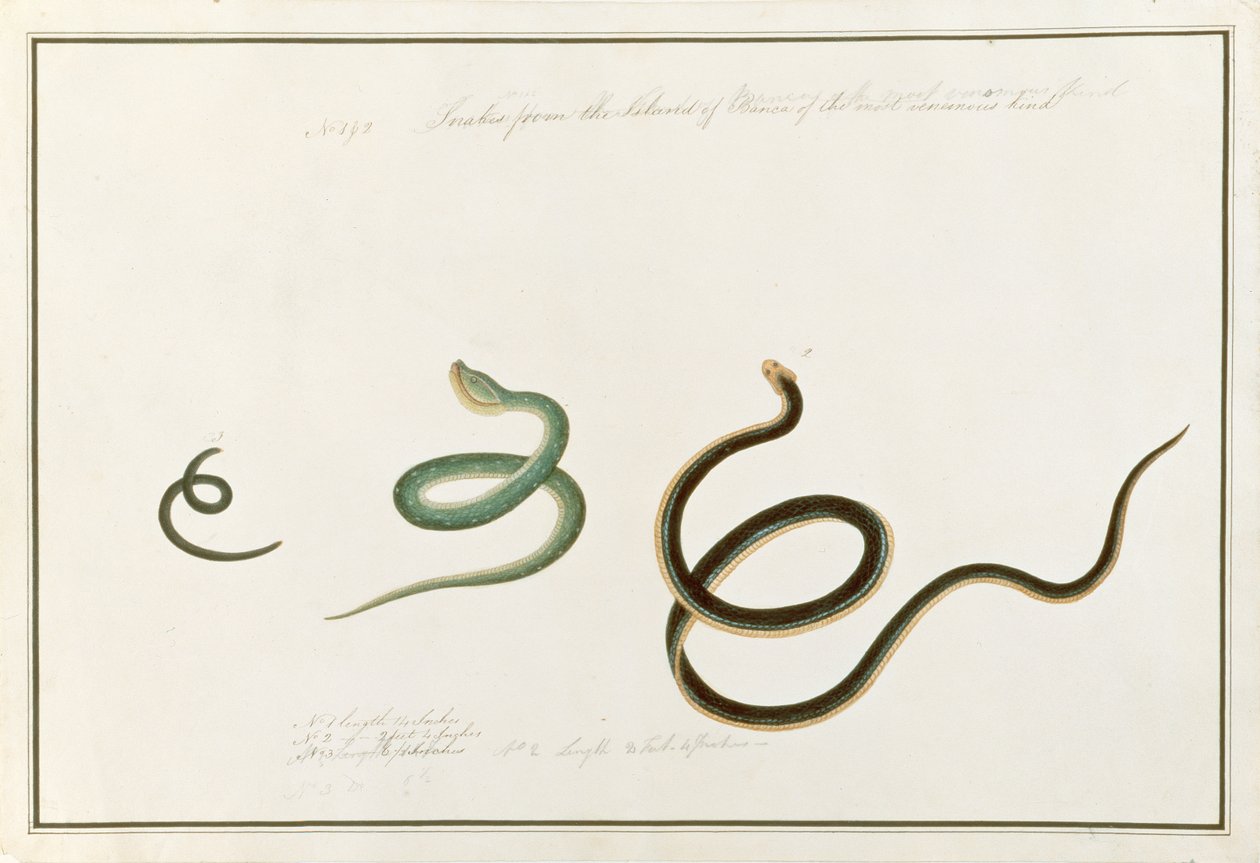 Serpenti dell