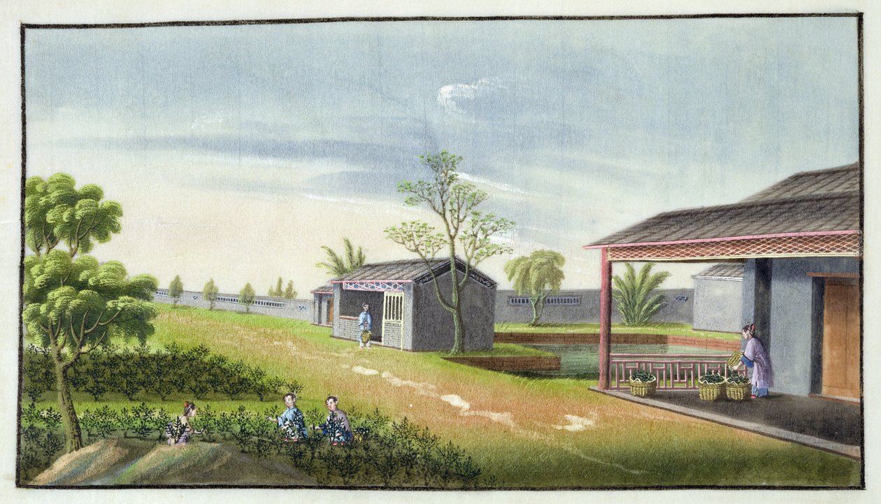 Cura delle piante di tè da Chinese School