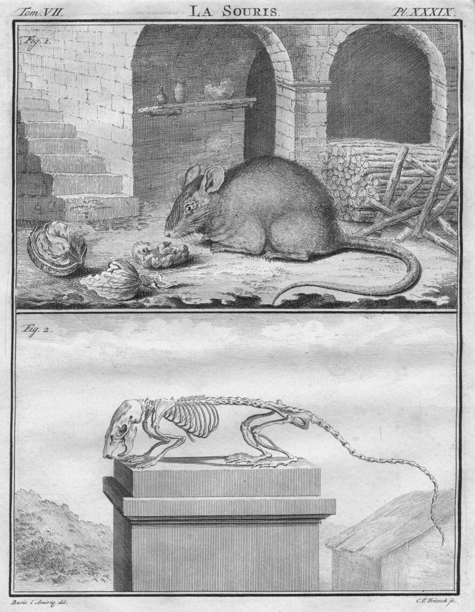 La Souris, c. 1763 da Christian Friedrich Fritzsch