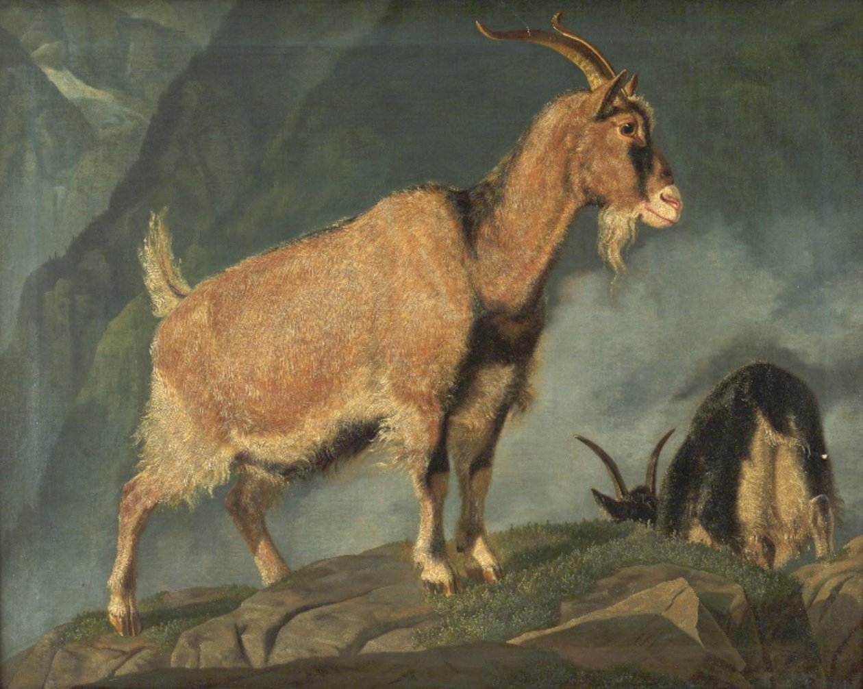 Capre nelle Alpi da Christian Holm