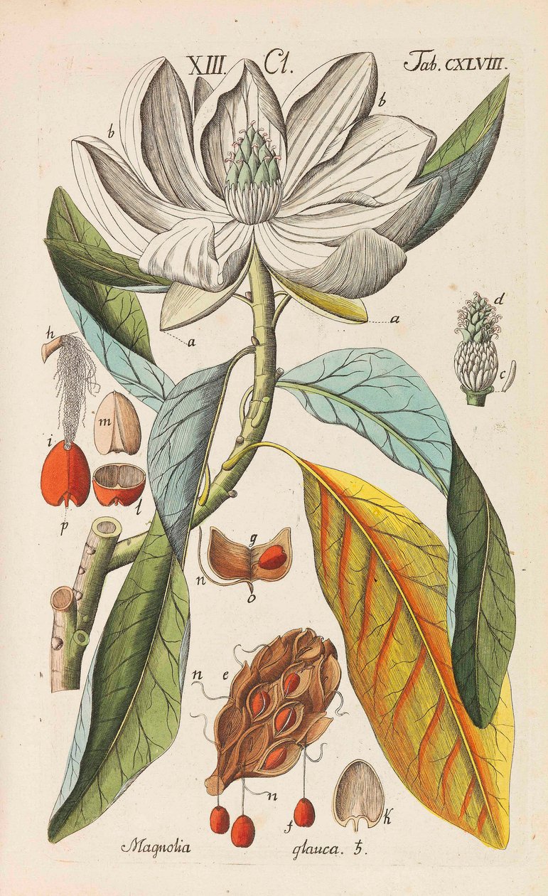 Botanisches Handbuch da Christian Schkuhr