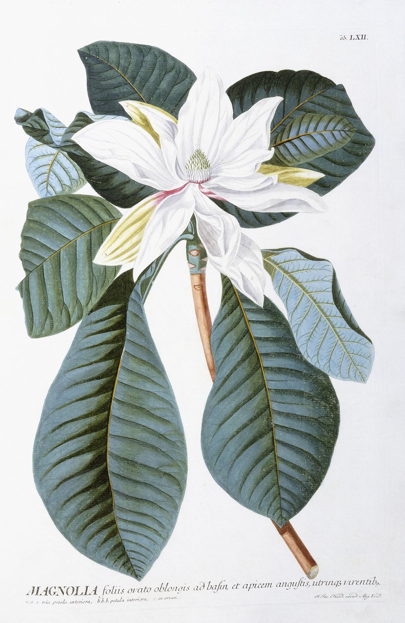 Magnolia da Christoph Jacob Trew