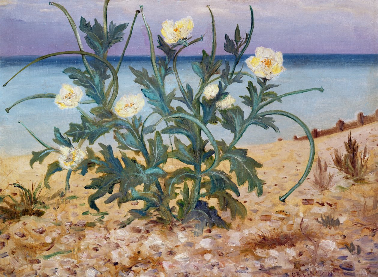 Dune di sabbia, costa orientale, 1944 da Christopher Richard Wynne Nevinson