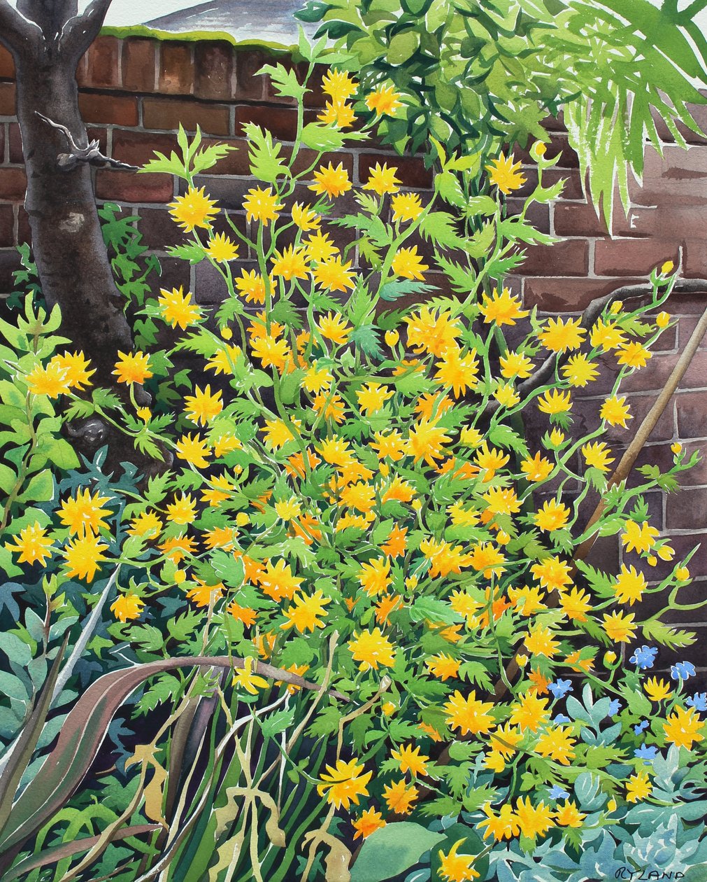 Kerria japonica da Christopher Ryland