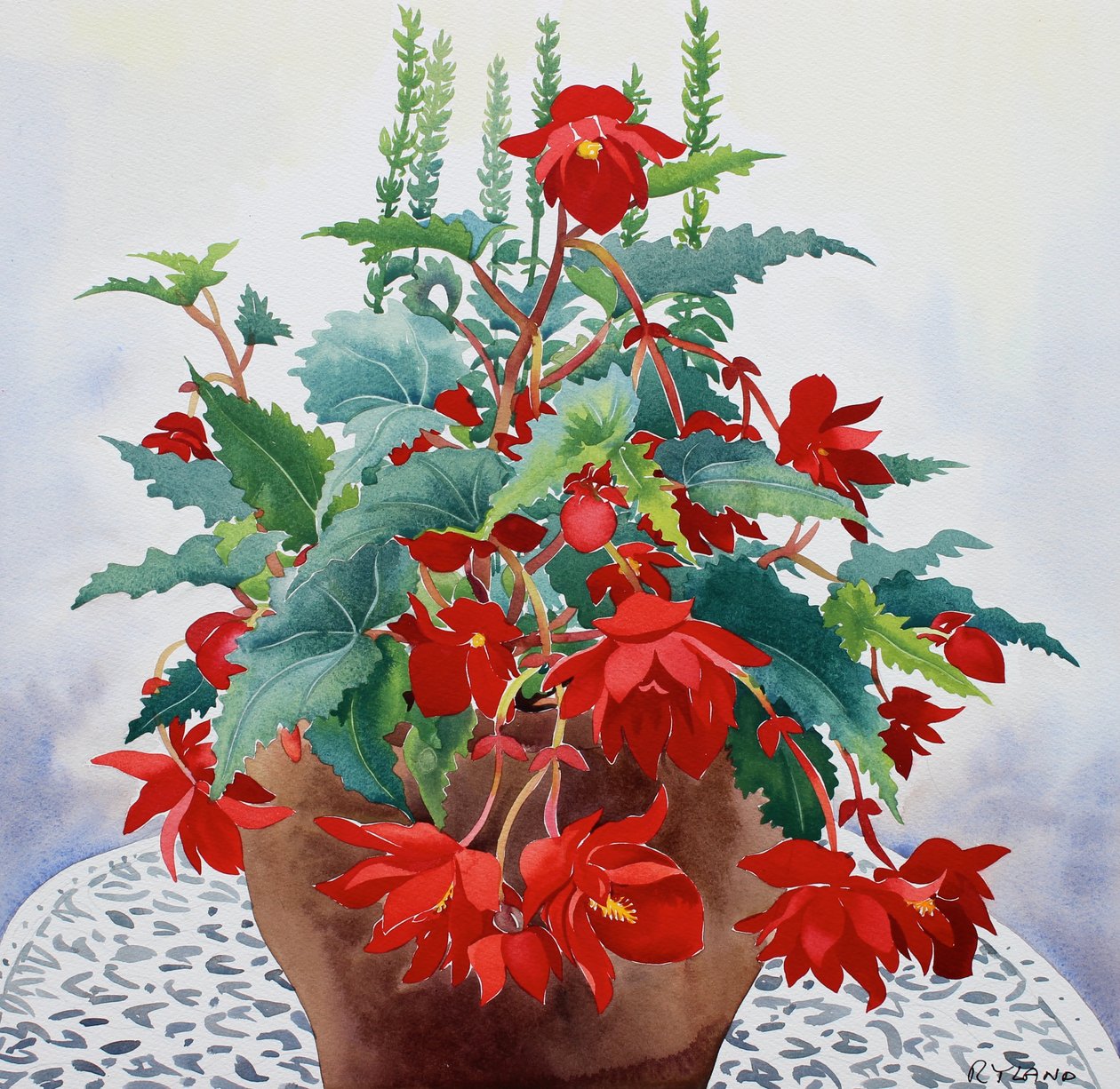 Begonia da Christopher Ryland