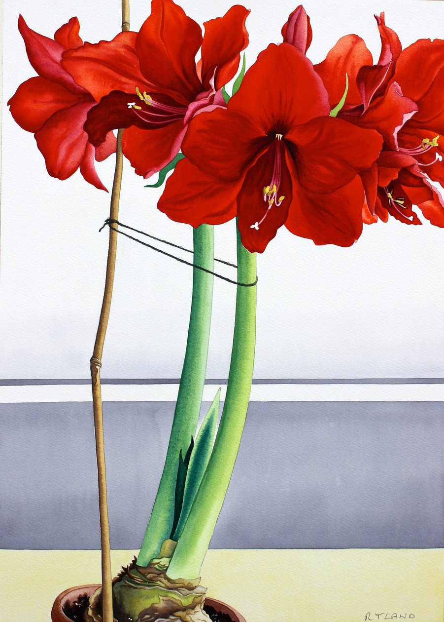 Amarillide Rossa 2 da Christopher Ryland