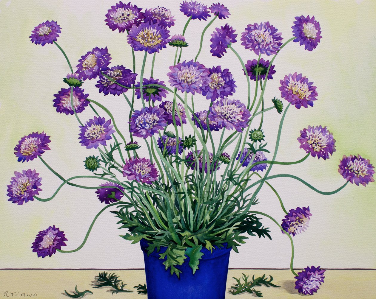 Scabiosa da Christopher Ryland