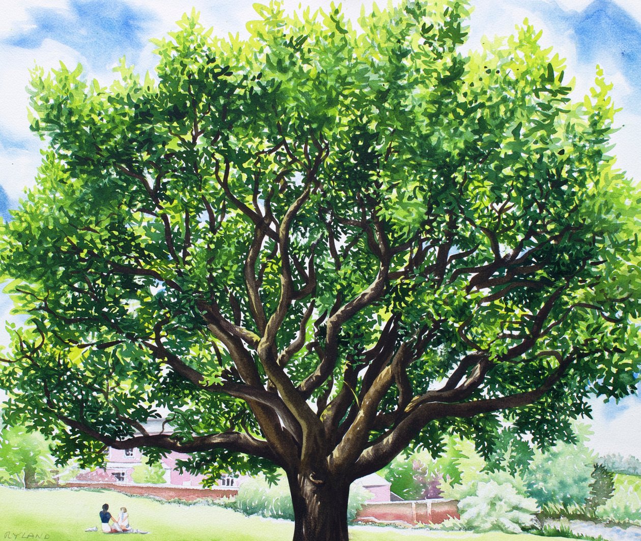 Quercia Estiva da Christopher Ryland