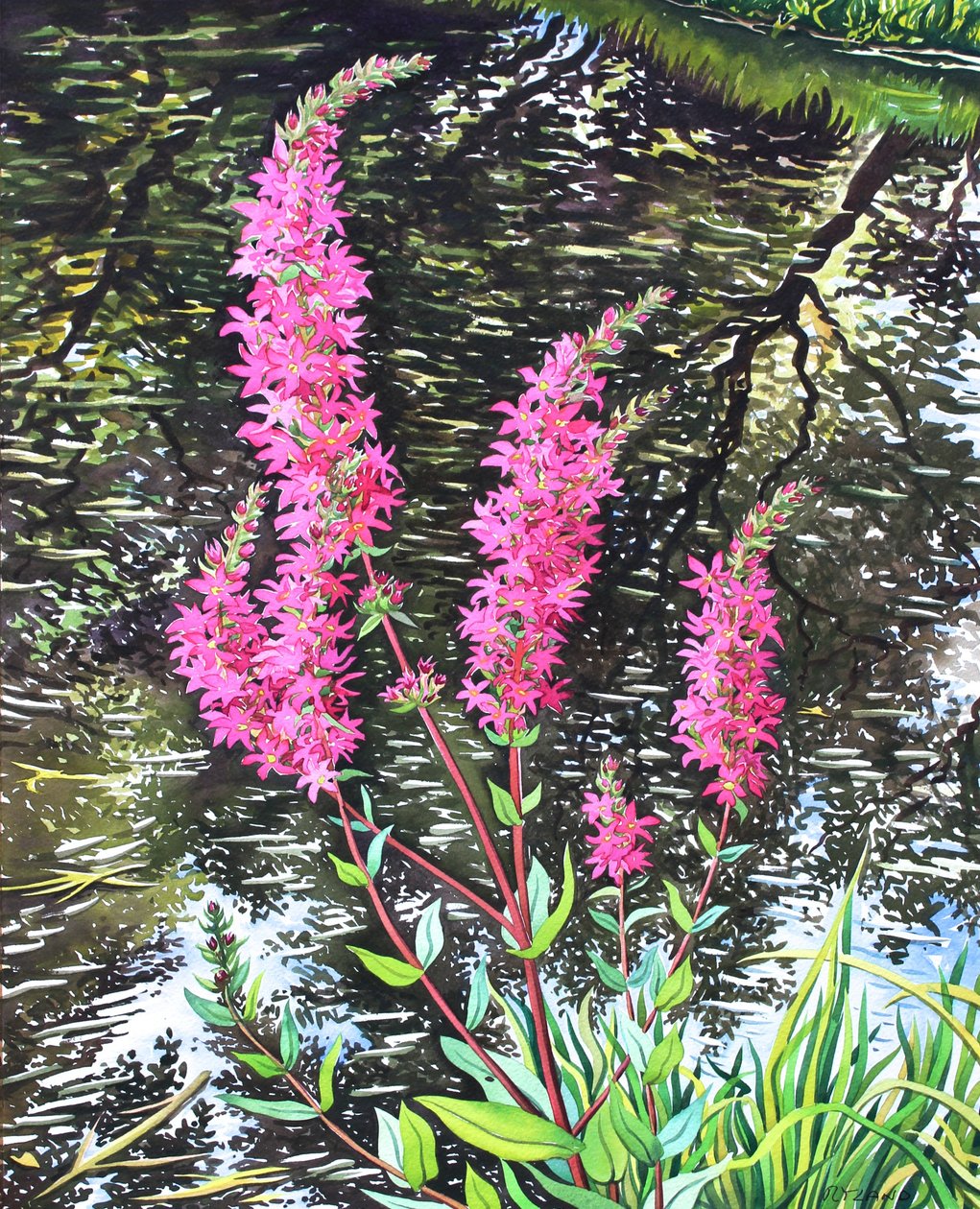 Salcerella selvatica da Christopher Ryland