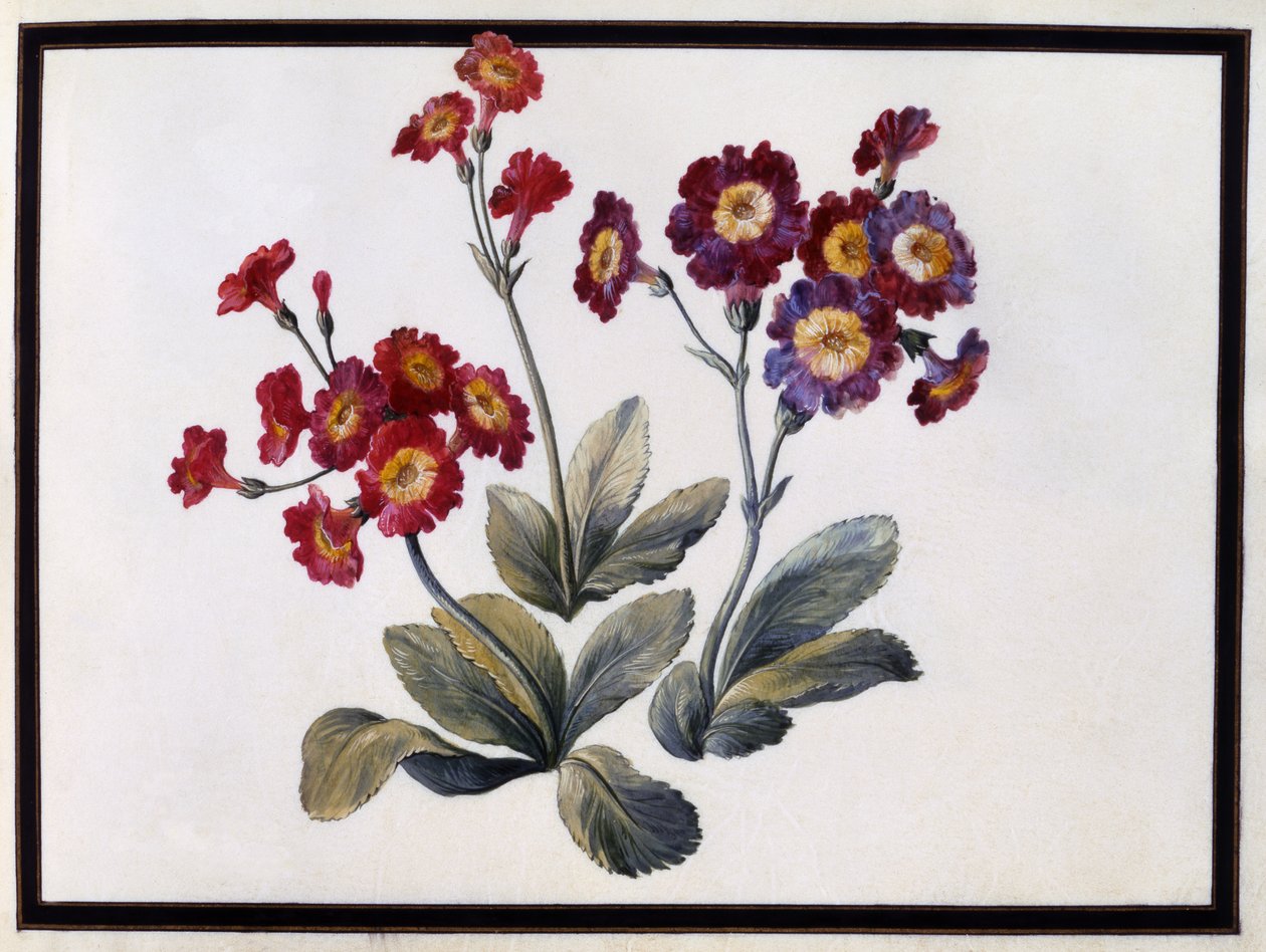 Auricula, c.1690 da Claude Aubriet
