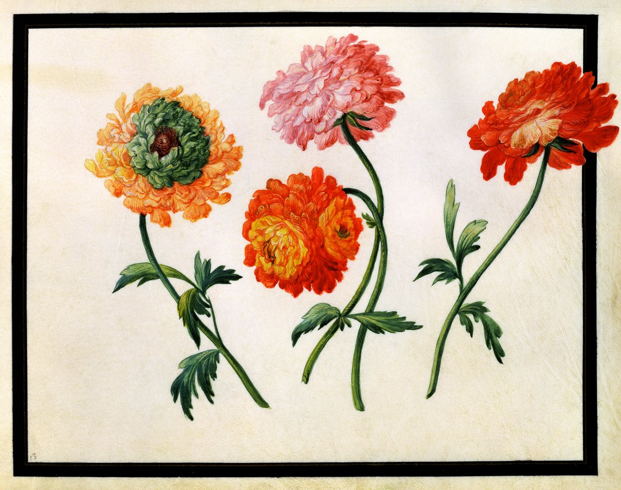 Crisantemi da Claude Aubriet