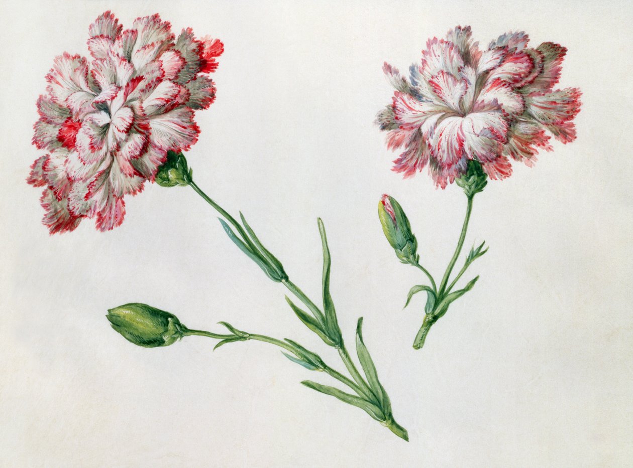 Garofani da Claude Aubriet