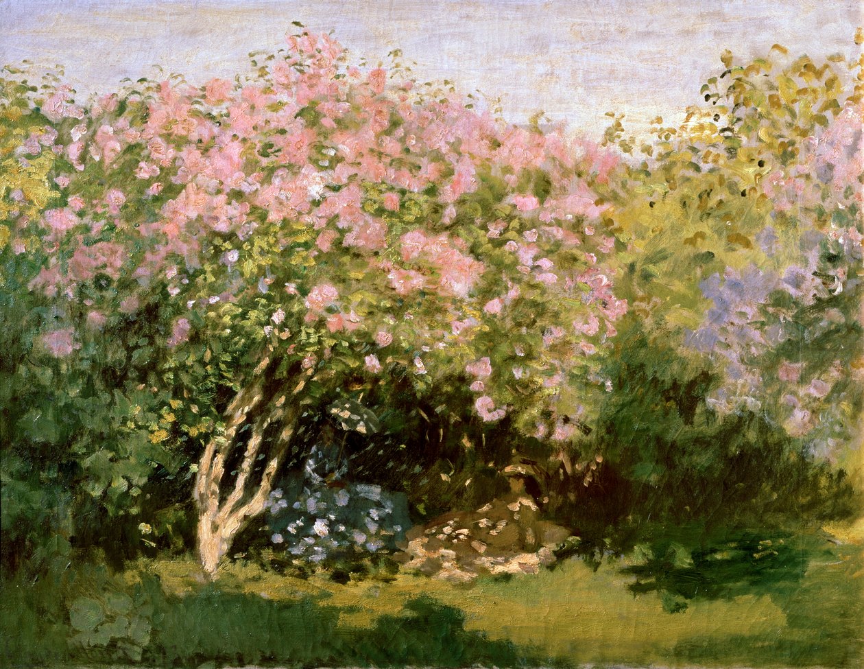 Lillà al sole, 1872-1873 da Claude Monet