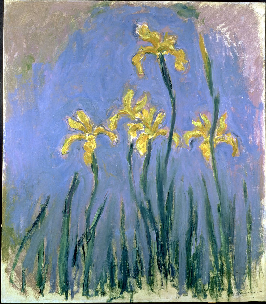 Le Iris Gialle, c.1918-25 da Claude Monet