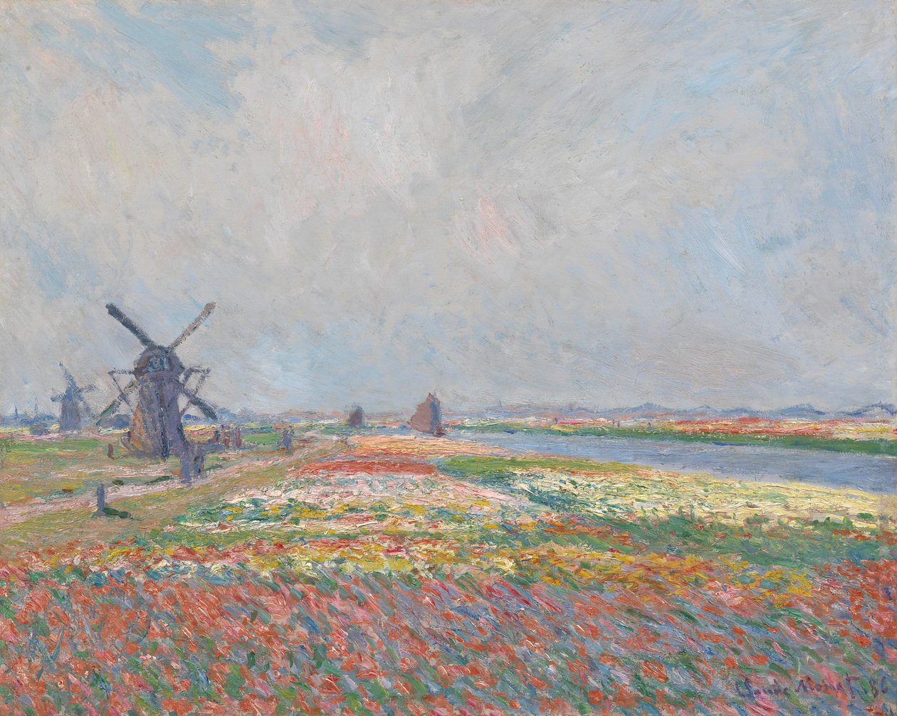 Campi di tulipani vicino a L