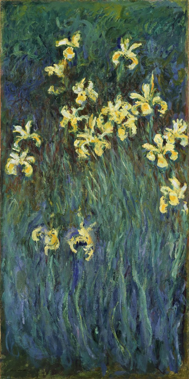 Iris gialli, 1914-1917 da Claude Monet