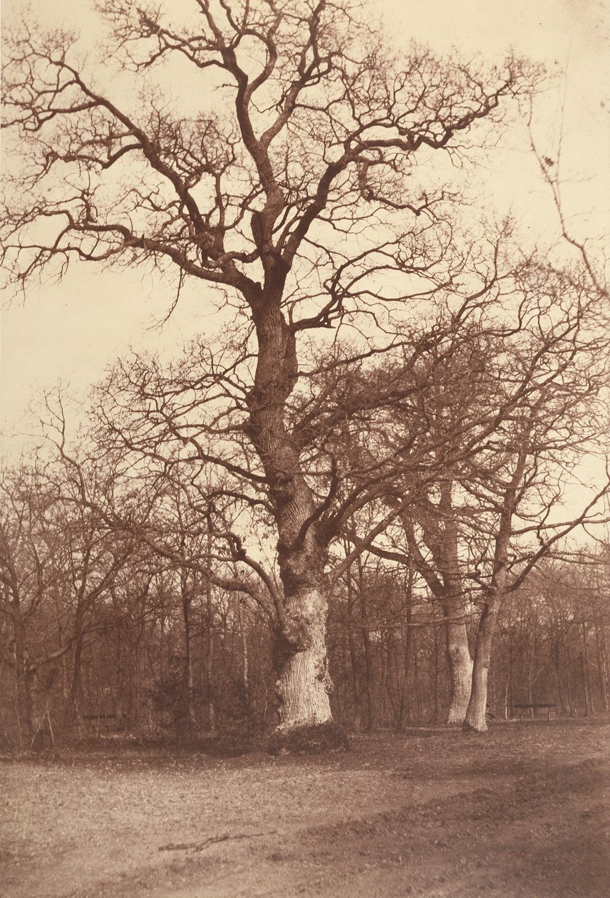 Studio di Alberi, Bois de Boulogne da Comte Olympe Aguado