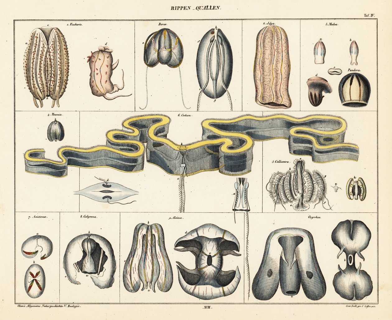 Anatomia delle specie di meduse (litografia) da Conrad Kull