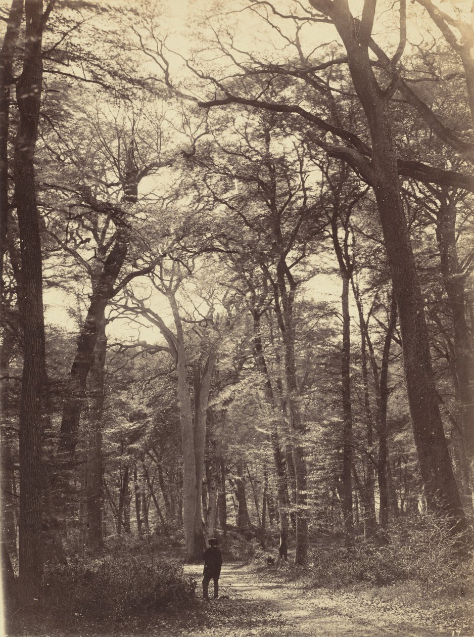 Scena di Foresta da Constant Alexandre Famin