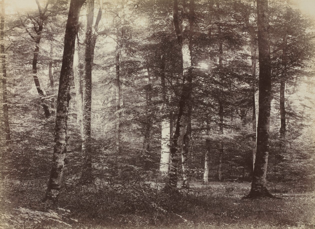 Senza titolo (La foresta di Fontainebleau) da Constant Alexandre Famin