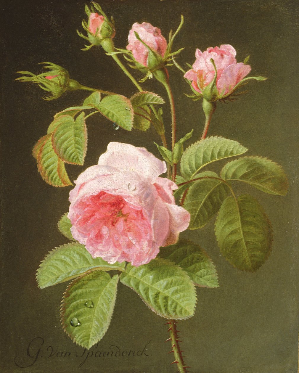Un ramo di rose da Cornelis van Spaendonck