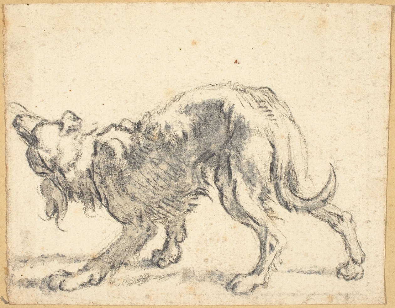 Un Cane da Cornelis Saftleven