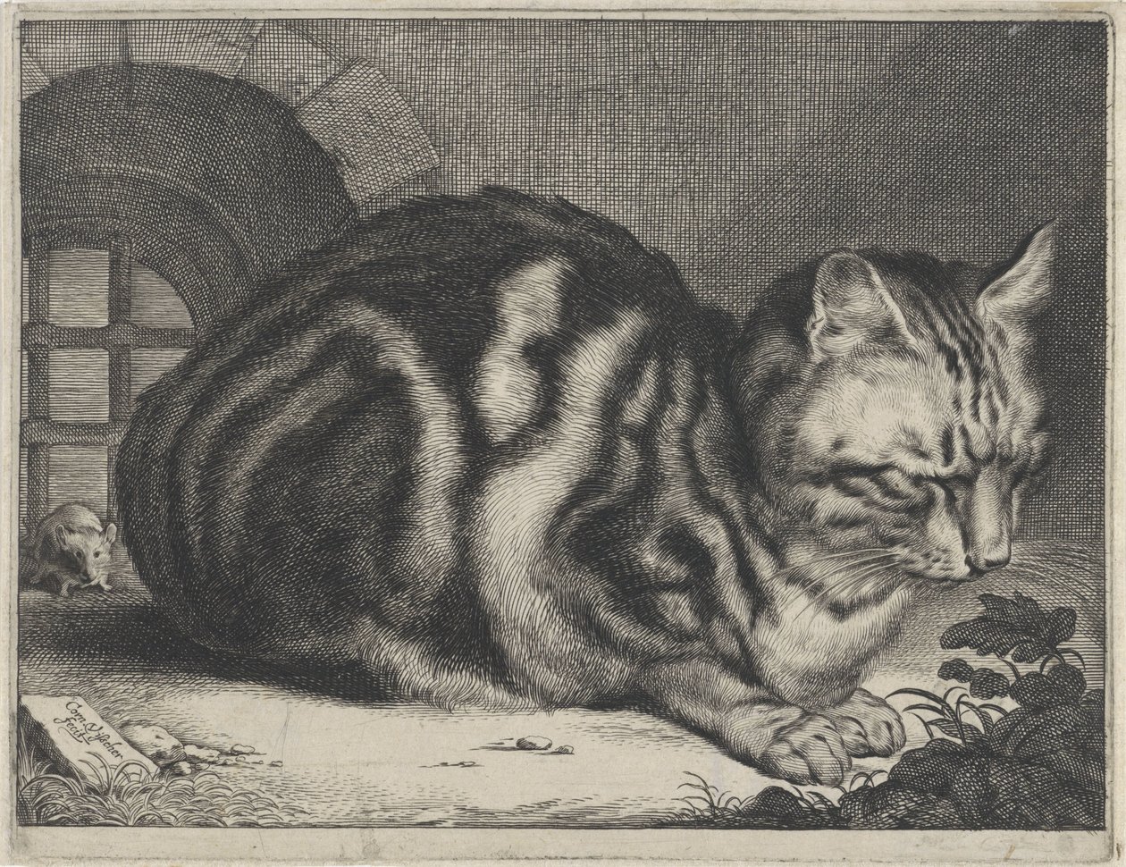 Il grande gatto da Cornelis Visscher (II)